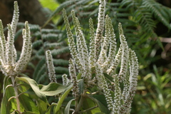 Colebrookea oppositifolia